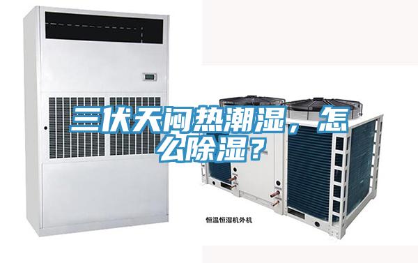 三伏天悶熱潮濕，怎么除濕？