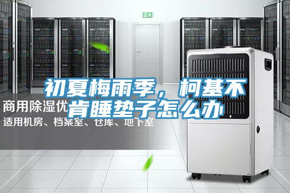 初夏梅雨季，柯基不肯睡墊子怎么辦