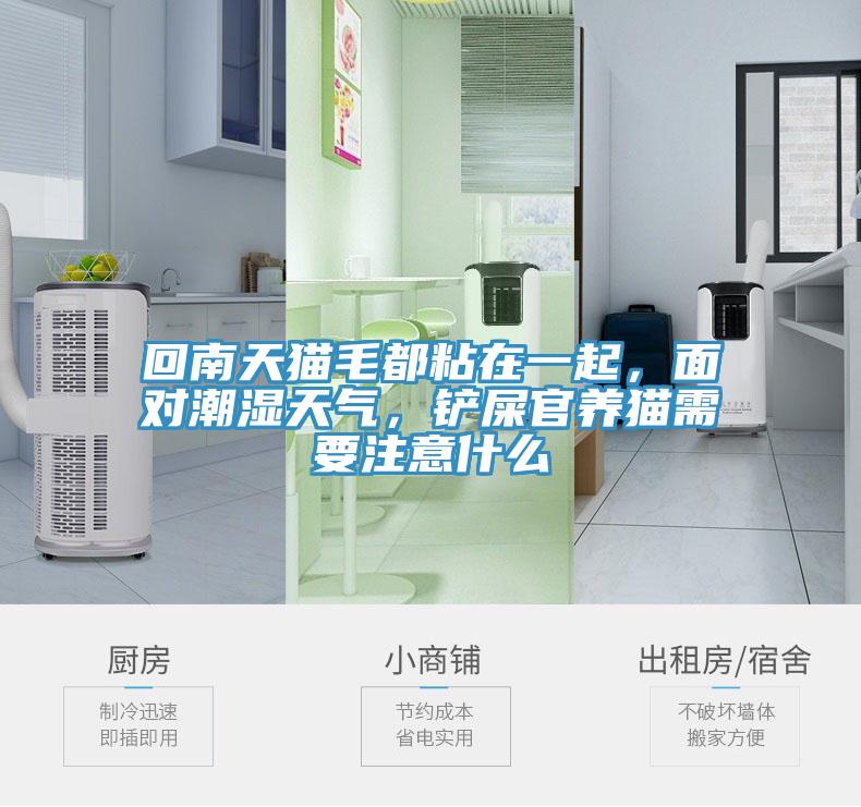 回南天貓毛都粘在一起，面對潮濕天氣，鏟屎官養(yǎng)貓需要注意什么