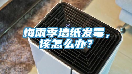梅雨季墻紙發(fā)霉，該怎么辦？