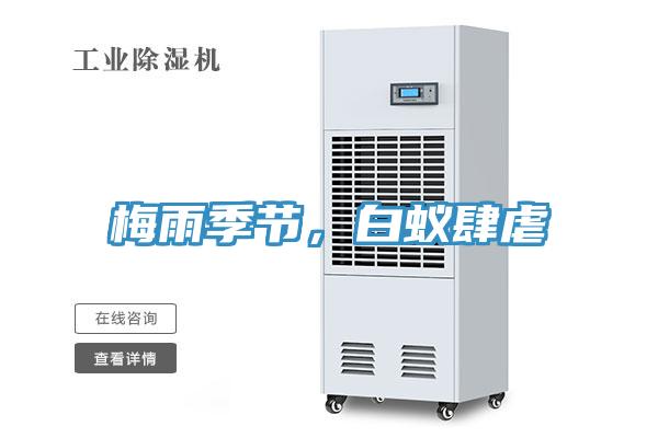 梅雨季節(jié)，白蟻肆虐