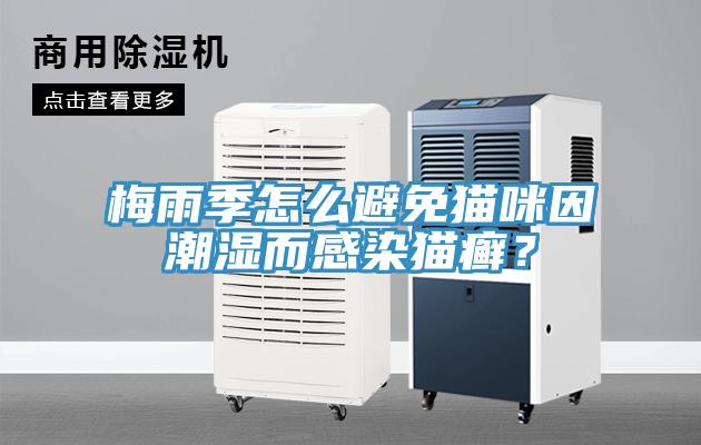 梅雨季怎么避免貓咪因潮濕而感染貓癬？