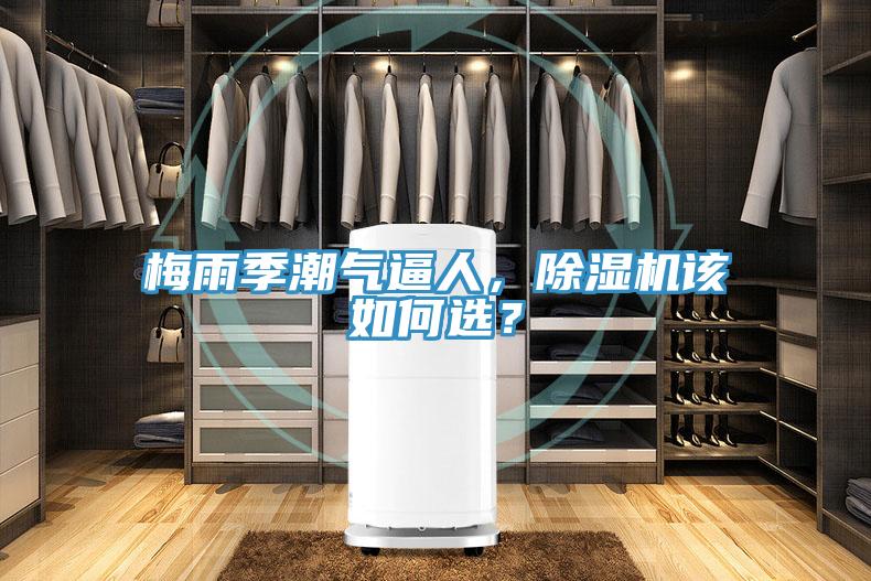 梅雨季潮氣逼人，除濕機該如何選？