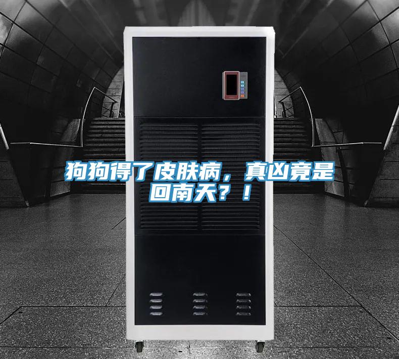 狗狗得了皮膚病，真兇竟是回南天？！