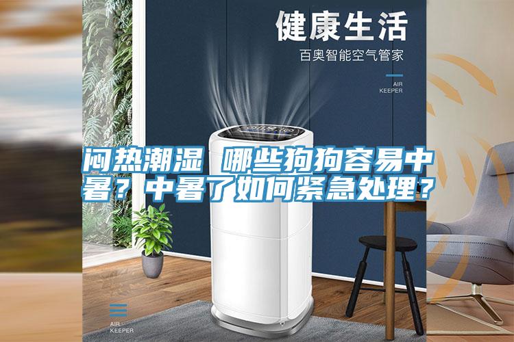 悶熱潮濕 哪些狗狗容易中暑？中暑了如何緊急處理？