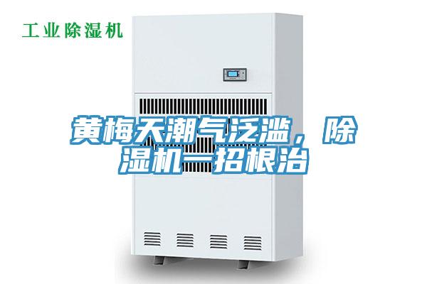 黃梅天潮氣泛濫，除濕機一招根治