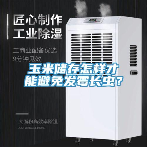 玉米儲存怎樣才能避免發(fā)霉長蟲？