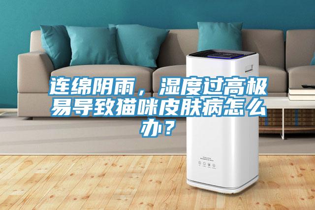 連綿陰雨，濕度過高極易導(dǎo)致貓咪皮膚病怎么辦？
