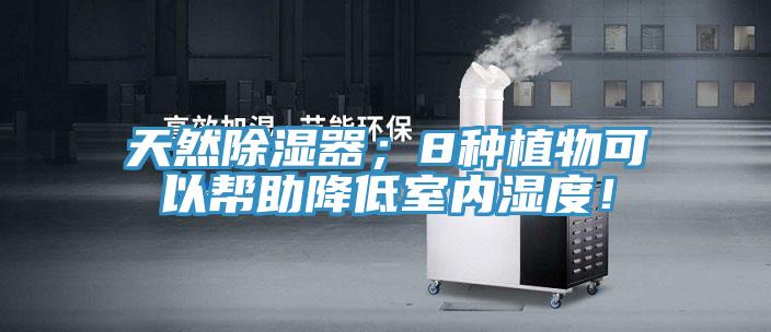 天然除濕器；8種植物可以幫助降低室內(nèi)濕度！