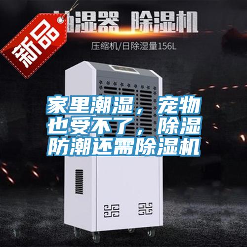 家里潮濕，寵物也受不了，除濕防潮還需除濕機(jī)