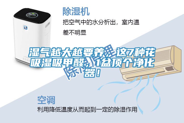 濕氣越大越要養(yǎng)，這7種花吸濕吸甲醛，1盆頂個凈化器！