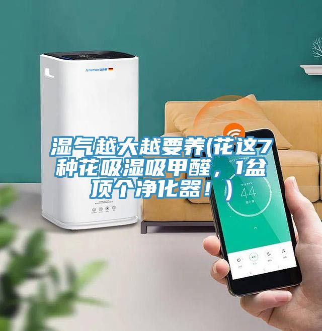 濕氣越大越要養(yǎng)(花這7種花吸濕吸甲醛，1盆頂個凈化器！)